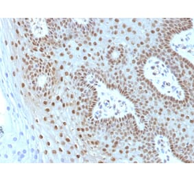 Immunohistochemistry - Anti-c-Myc Antibody [MYC275 + MYC909] - BSA and Azide free (A252633) - Antibodies.com