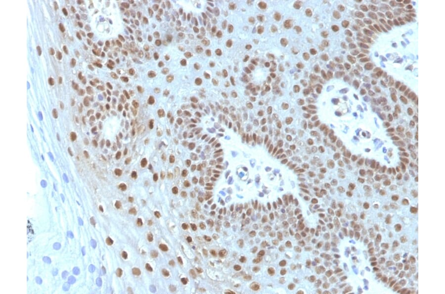 Immunohistochemistry - Anti-c-Myc Antibody [MYC275 + MYC909] - BSA and Azide free (A252633) - Antibodies.com