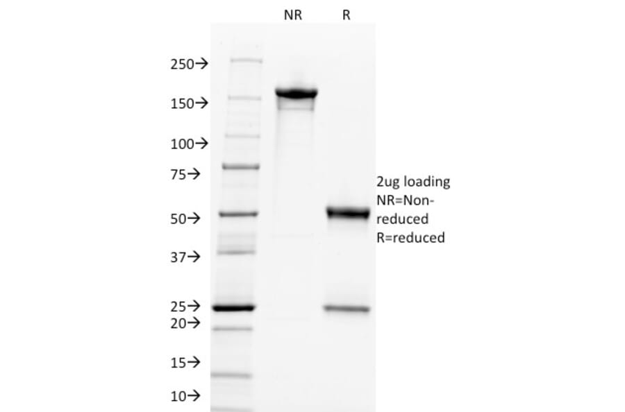 SDS-PAGE - Anti-c-Myc Antibody [9E11] - BSA and Azide free (A252634) - Antibodies.com