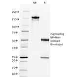 SDS-PAGE - Anti-c-Myc Antibody [9E11] - BSA and Azide free (A252634) - Antibodies.com