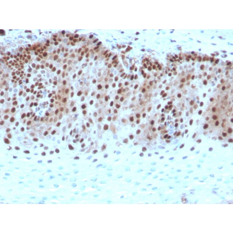 Immunohistochemistry - Anti-c-Myc Antibody [rMYC909] - BSA and Azide free (A252635) - Antibodies.com