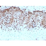 Immunohistochemistry - Anti-c-Myc Antibody [rMYC909] - BSA and Azide free (A252635) - Antibodies.com