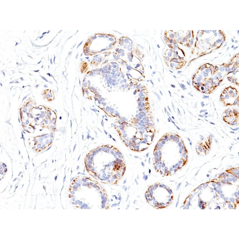 Immunohistochemistry - Anti-MYH11 Antibody [SMMS-1] - BSA and Azide free (A252638) - Antibodies.com