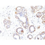 Immunohistochemistry - Anti-MYH11 Antibody [SMMS-1] - BSA and Azide free (A252638) - Antibodies.com