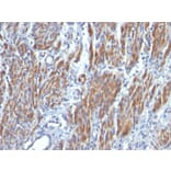 Immunohistochemistry - Anti-MYH11 Antibody [SMMS-1] - BSA and Azide free (A252639) - Antibodies.com