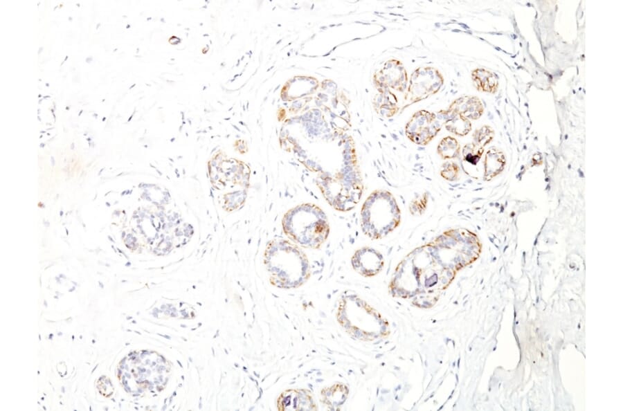 Immunohistochemistry - Anti-MYH11 Antibody [ID8] - BSA and Azide free (A252640) - Antibodies.com