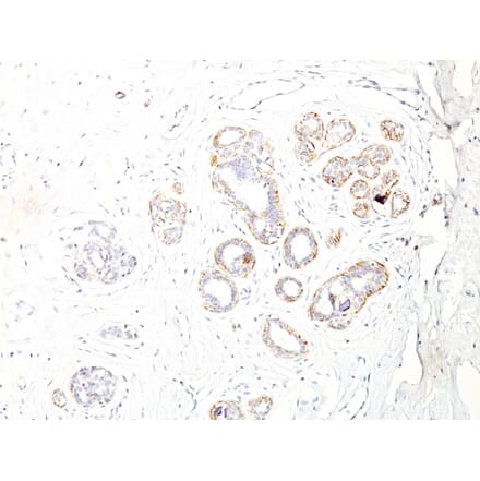 Immunohistochemistry - Anti-MYH11 Antibody [ID8] - BSA and Azide free (A252640) - Antibodies.com