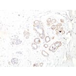 Immunohistochemistry - Anti-MYH11 Antibody [ID8] - BSA and Azide free (A252640) - Antibodies.com