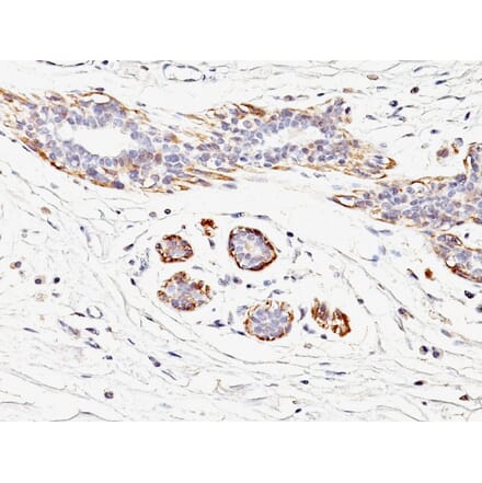 Immunohistochemistry - Anti-MYH11 Antibody [MYH11/923] - BSA and Azide free (A252642) - Antibodies.com