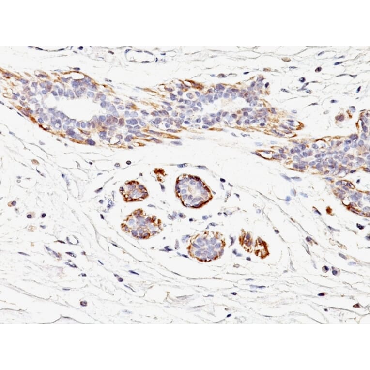 Immunohistochemistry - Anti-MYH11 Antibody [MYH11/923] - BSA and Azide free (A252642) - Antibodies.com