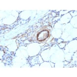 Immunohistochemistry - Anti-MYH11 Antibody [MYH11/923] - BSA and Azide free (A252641) - Antibodies.com
