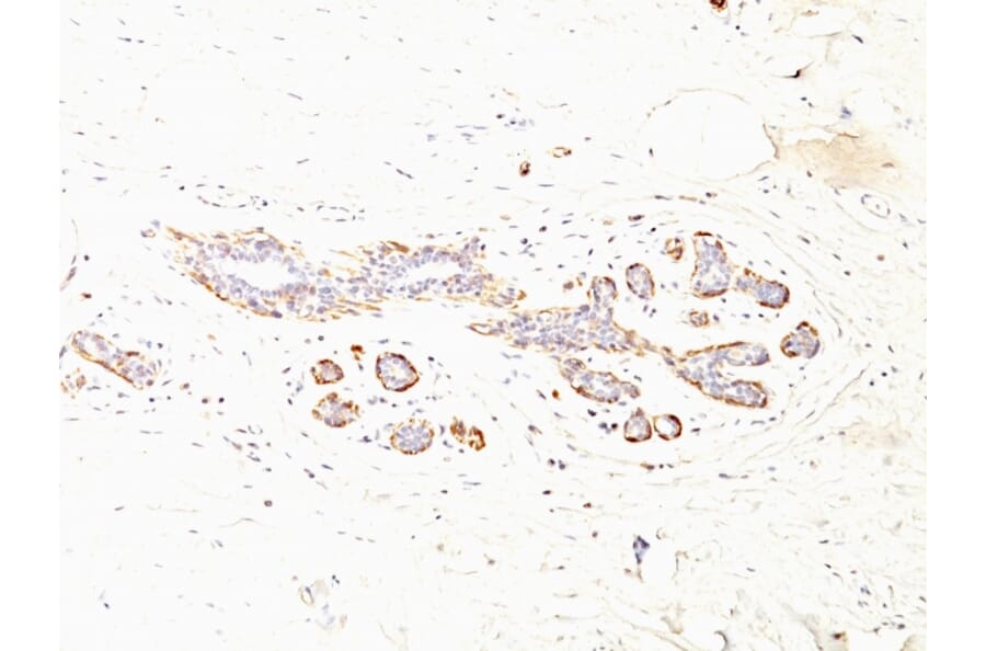 Immunohistochemistry - Anti-MYH11 Antibody [MYH11/923 + SMMS-1] - BSA and Azide free (A252643) - Antibodies.com