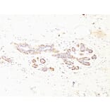 Immunohistochemistry - Anti-MYH11 Antibody [MYH11/923 + SMMS-1] - BSA and Azide free (A252643) - Antibodies.com
