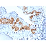 Immunohistochemistry - Anti-MYH11 Antibody [MYH11/2303R] - BSA and Azide free (A252644) - Antibodies.com