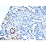 Immunohistochemistry - Anti-MYH11 Antibody [MYH11/2303R] - BSA and Azide free (A252644) - Antibodies.com