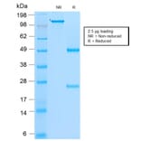 SDS-PAGE - Anti-MyoD1 Antibody [rMYD712] - BSA and Azide free (A252646) - Antibodies.com