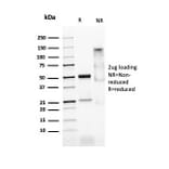 SDS-PAGE - Anti-MyoD1 Antibody [MYOD1/2075R] - BSA and Azide free (A252647) - Antibodies.com