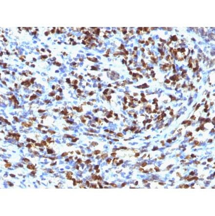Immunohistochemistry - Anti-Myogenin Antibody [MGN185] - BSA and Azide free (A252648) - Antibodies.com