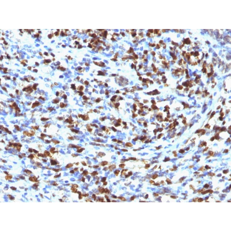 Immunohistochemistry - Anti-Myogenin Antibody [MGN185] - BSA and Azide free (A252648) - Antibodies.com