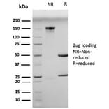 SDS-PAGE - Anti-Myogenin Antibody [MGN185] - BSA and Azide free (A252649) - Antibodies.com