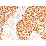 Immunohistochemistry - Anti-Myogenin Antibody [F5D] - BSA and Azide free (A252649) - Antibodies.com