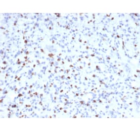 Immunohistochemistry - Anti-Myogenin Antibody [MYOG/2660] - BSA and Azide free (A252653) - Antibodies.com