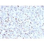 Immunohistochemistry - Anti-Myogenin Antibody [MYOG/2660] - BSA and Azide free (A252653) - Antibodies.com