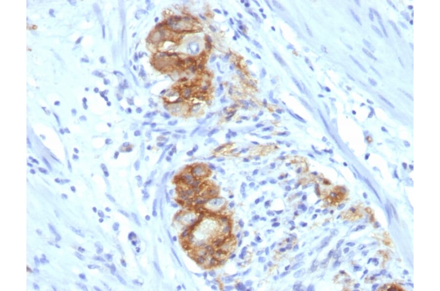 Immunohistochemistry - Anti-NCAM1 Antibody [123C3.D5] - BSA and Azide free (A252653) - Antibodies.com