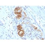 Immunohistochemistry - Anti-NCAM1 Antibody [123C3.D5] - BSA and Azide free (A252653) - Antibodies.com