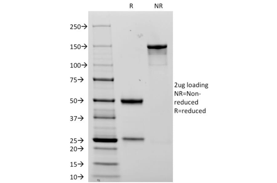 SDS-PAGE - Anti-NCAM1 Antibody [123C3.D5] - BSA and Azide free (A252654) - Antibodies.com