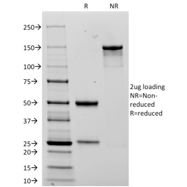 SDS-PAGE - Anti-NCAM1 Antibody [123C3.D5] - BSA and Azide free (A252654) - Antibodies.com