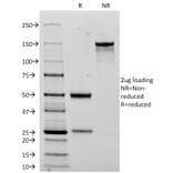 SDS-PAGE - Anti-NCAM1 Antibody [123C3.D5] - BSA and Azide free (A252654) - Antibodies.com