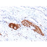 Immunohistochemistry - Anti-NCAM1 Antibody [123C3.D5 + 123A8] - BSA and Azide free (A252657) - Antibodies.com