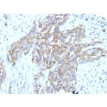 Immunohistochemistry - Anti-NCAM1 Antibody [123C3.D5 + 123A8] - BSA and Azide free (A252658) - Antibodies.com