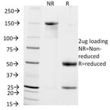 SDS-PAGE - Anti-NCAM1 Antibody [NCAM1/795] - BSA and Azide free (A252660) - Antibodies.com
