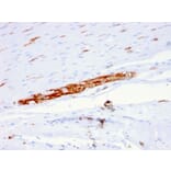 Immunohistochemistry - Anti-NCAM1 Antibody [ERIC-1] - BSA and Azide free (A252661) - Antibodies.com
