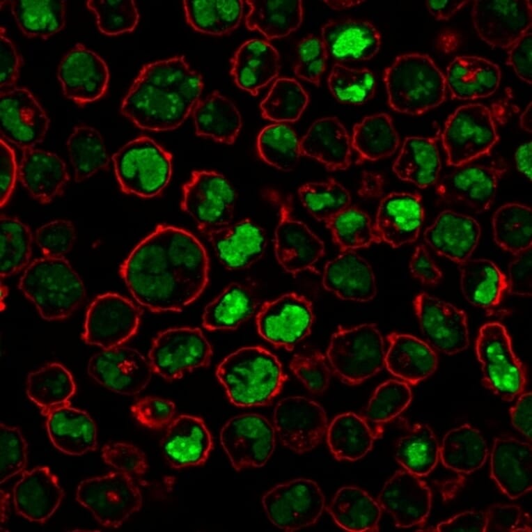 Immunofluorescence - Anti-Nucleolin Antibody [NCL/902] - BSA and Azide free (A252663) - Antibodies.com