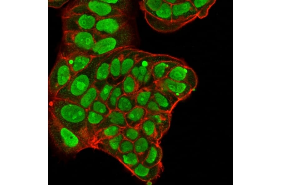 Immunofluorescence - Anti-Nucleolin Antibody [NCL/902] - BSA and Azide free (A252663) - Antibodies.com