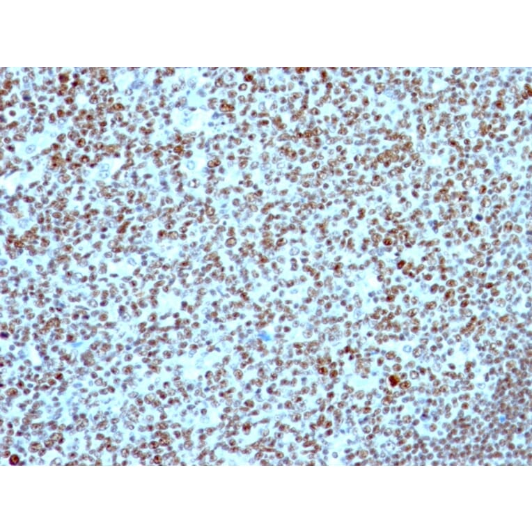 Immunohistochemistry - Anti-Nucleolin Antibody [NCL/902] - BSA and Azide free (A252663) - Antibodies.com