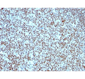 Immunohistochemistry - Anti-Nucleolin Antibody [SPM614] - BSA and Azide free (A252664) - Antibodies.com