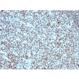 Immunohistochemistry - Anti-Nucleolin Antibody [SPM614] - BSA and Azide free (A252664) - Antibodies.com
