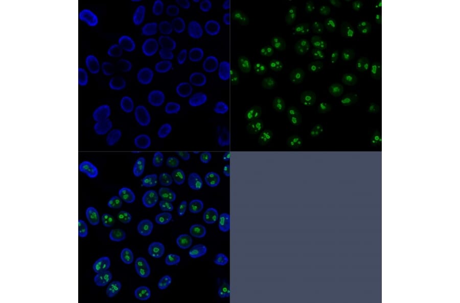 Immunofluorescence - Anti-Nucleolin Antibody [SPM614] - BSA and Azide free (A252664) - Antibodies.com