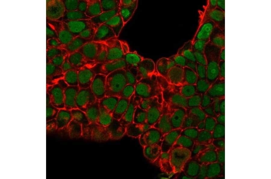 Immunofluorescence - Anti-Nucleolin Antibody [SPM614] - BSA and Azide free (A252664) - Antibodies.com