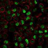 Immunofluorescence - Anti-Nucleolin Antibody [SPM614] - BSA and Azide free (A252664) - Antibodies.com