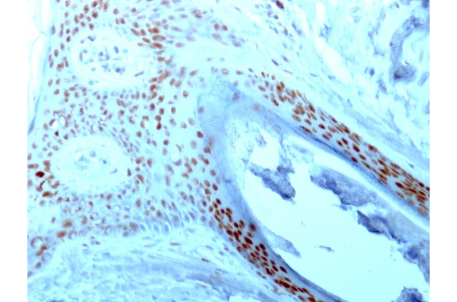 Immunohistochemistry - Anti-Nucleolin Antibody [364-5] - BSA and Azide free (A252665) - Antibodies.com