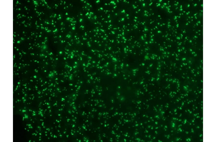 Immunohistochemistry - Anti-Nucleolin Antibody [364-5] - BSA and Azide free (A252665) - Antibodies.com