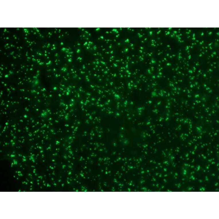 Immunohistochemistry - Anti-Nucleolin Antibody [364-5] - BSA and Azide free (A252665) - Antibodies.com