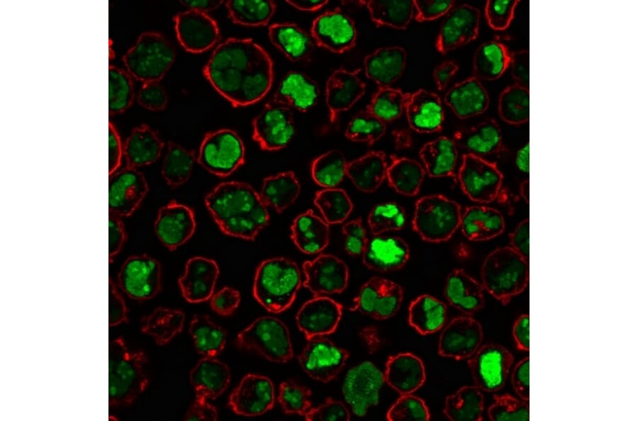 Immunofluorescence - Anti-Nucleolin Antibody [364-5] - BSA and Azide free (A252665) - Antibodies.com