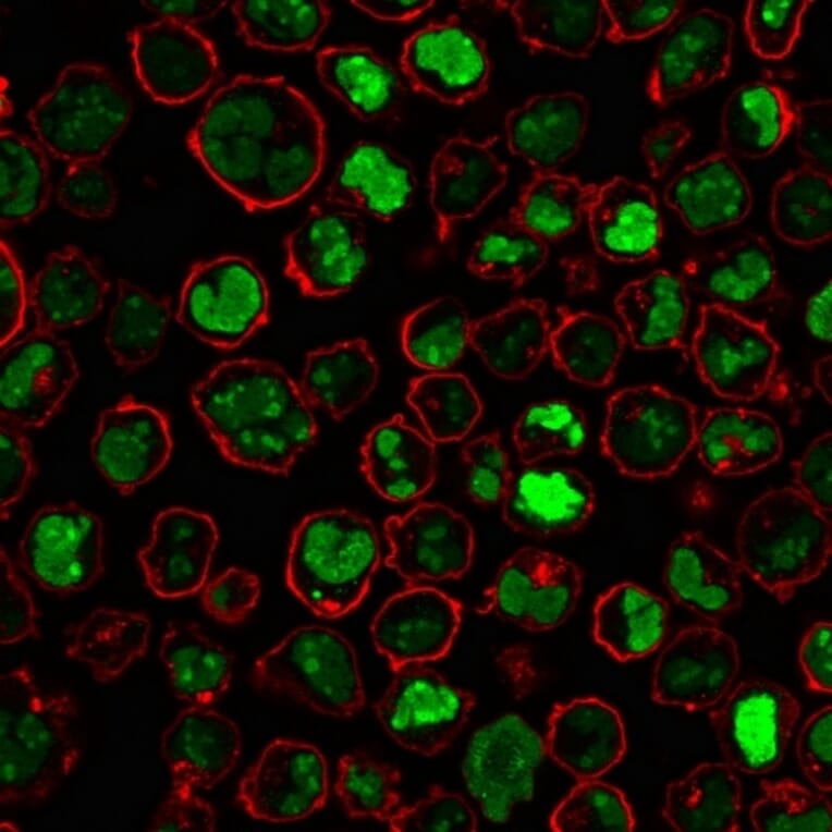 Immunofluorescence - Anti-Nucleolin Antibody [364-5] - BSA and Azide free (A252665) - Antibodies.com