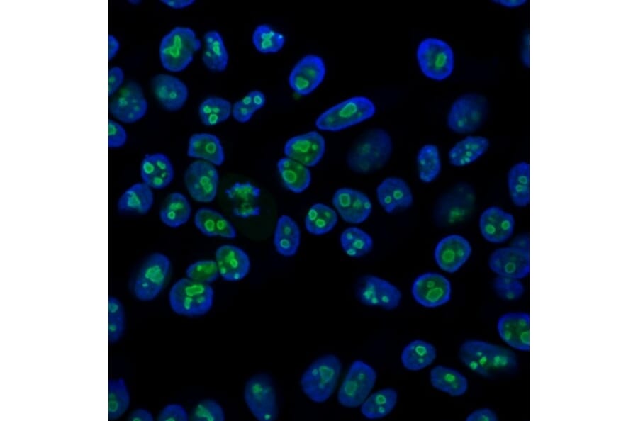 Immunofluorescence - Anti-Nucleolin Antibody [364-5] - BSA and Azide free (A252665) - Antibodies.com